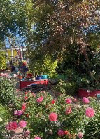 blooming flowers and cacti