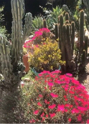blooming flowers and cacti