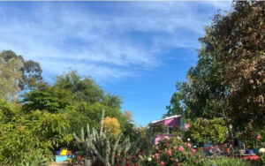 Why Every Cancer Warrior Needs a Healing Garden